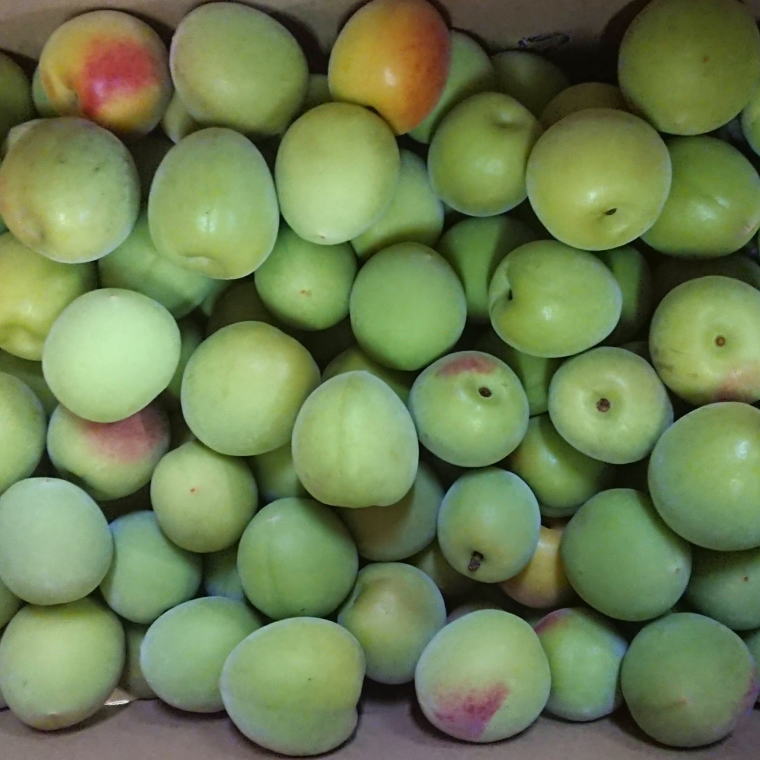 【ふるさと納税】 【和歌山名産】南高梅約3kg（サイズ混合） ※2026年6月上旬～2026年6月下旬頃に順次発送 （お届け日指定不可）／うめ 梅 南高梅 サムネイル3