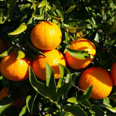 【ふるさと納税】 和歌山県産 不知火 約5kg（18玉〜24玉おまかせ） ※2026年2月下旬～2026年4月中旬頃に順次発送予定（日付指定不可） サムネイル3