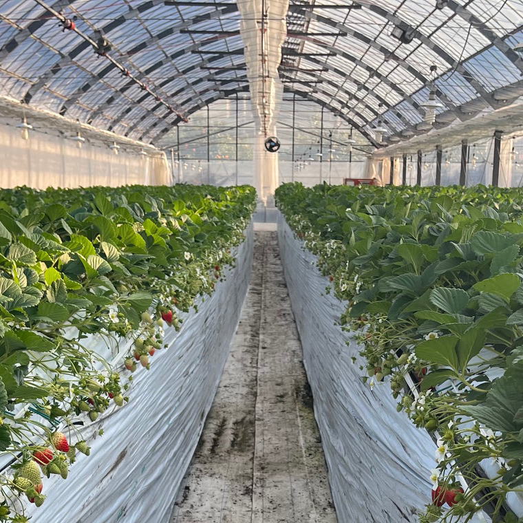 【ふるさと納税】 【先行予約】和歌山県産 ブランドいちご 「 まりひめ 」 約300g×2パック入り ※2026年3月上旬〜5月下旬発送 【発送月が選べる】 / イチゴ 苺 まりひめ 和歌山 フルーツ 果物 くだもの サムネイル2