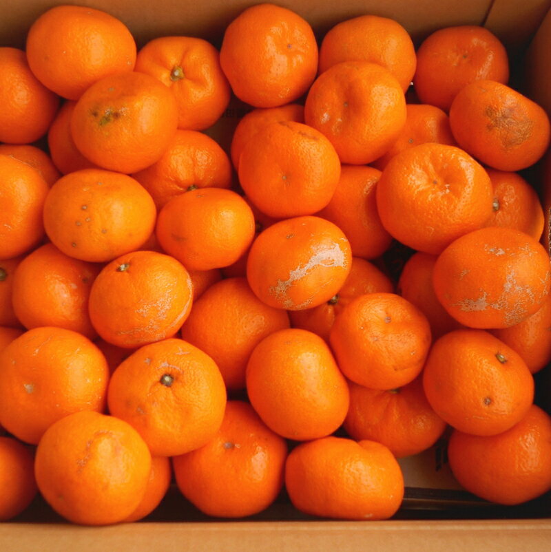 【ふるさと納税】 紀州有田みかん 約10kg　訳あり　キズ　御家庭用　サイズ混合 みかん ミカン 柑橘 有田みかん 和歌山 サムネイル3