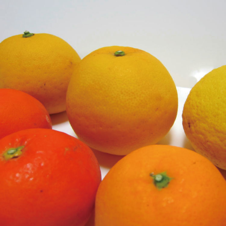 【ふるさと納税】 【先行予約】有田育ちの柑橘詰め合わせセット(ご家庭用) 約2kg 約3kg 約5kg 約8kg 約10kg【2026年1月中旬〜5月下旬順次発送予定】 サムネイル2