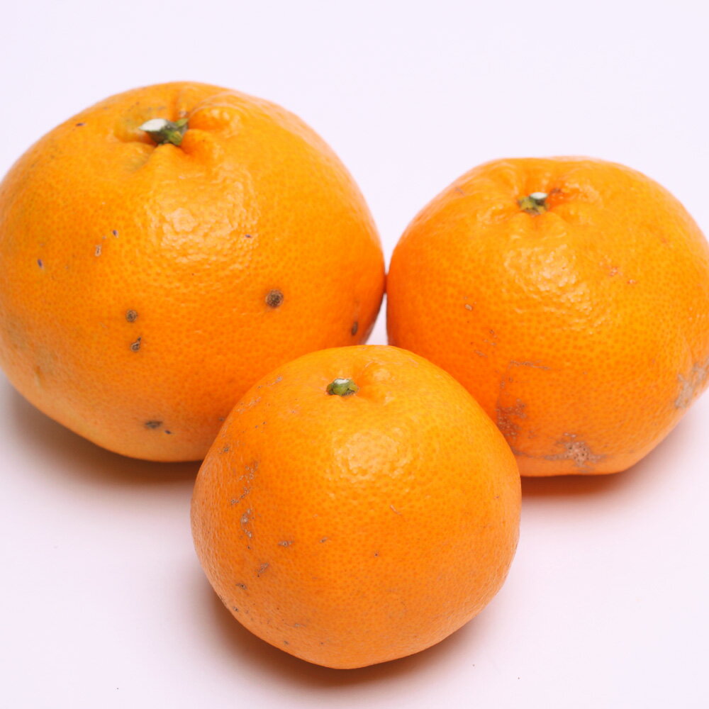 【ふるさと納税】＜先行予約＞ ＼容量が選べる／ 家庭用 はるみ1kg 2.5kg 5kg 7.5kg 10kg 【デコポンの姉妹品種・新食感春みかん】【光センサー選別】【わけあり・訳あり】 ＜2026年2月上旬～3月下旬ごろに順次発送＞ サムネイル2