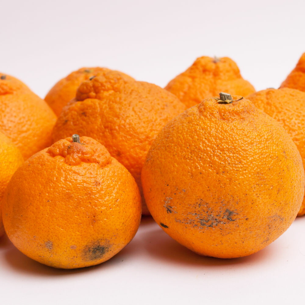 【ふるさと納税】 家庭用 不知火 デコポン 選べる容量 1kg 2.5kg 5kg 7.5kg 10kg 【デコポンと同品種・人気の春みかん】 ＜2026年2月～順次発送＞ 訳あり 訳アリ 不知火 デコポン みかん ミカン 柑橘 果物 くだもの フルーツ 先行予約 サムネイル2