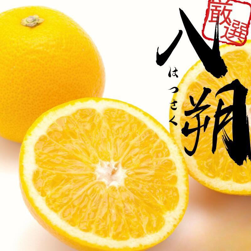 【先行予約】 厳選 はっさく 1kg 2.5kg 5kg 7.5kg 10kg＋250g（傷み補償分）【八朔みかん】＜2026年1月～4月下旬ごろに順次発送予定＞ / ハッサク みかん くだもの わかやま 和歌山 有田みかん ミカン 果物 おすすめ 柑橘 フルーツ 農家直送