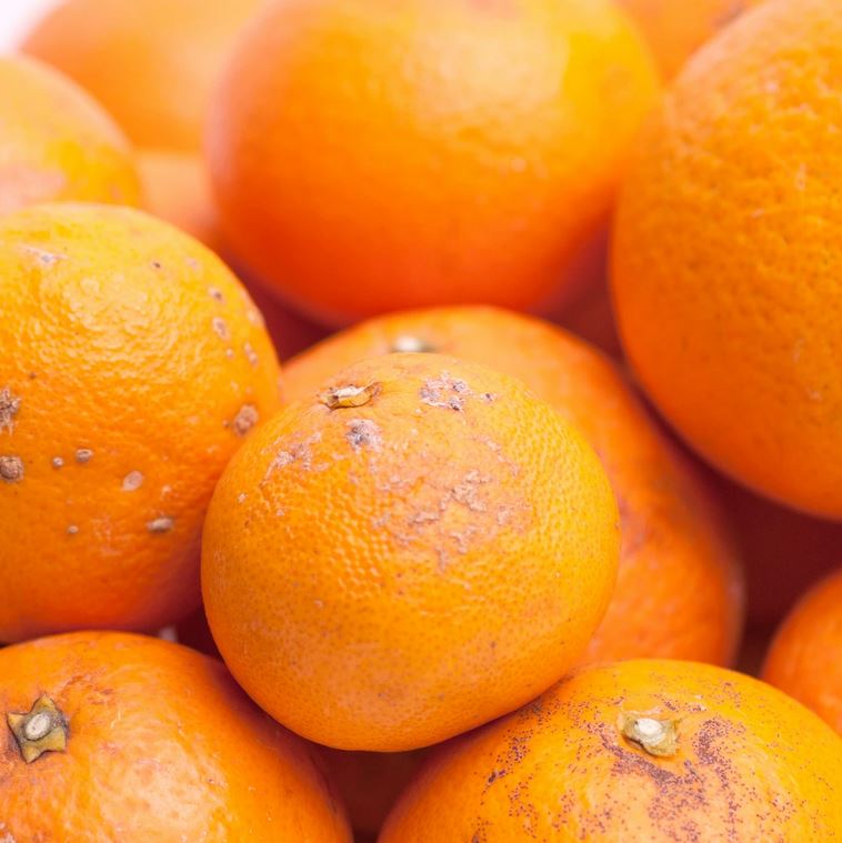 【ふるさと納税】＼容量が選べる／ 家庭用 清見オレンジ【光センサー食頃出荷】【樹上完熟きよみオレンジ・清見タンゴール・清美】【わけあり・訳あり】＜2026年2月～3月下旬ごろに順次発送＞ ※北海道・沖縄・離島への配送不可 サムネイル2