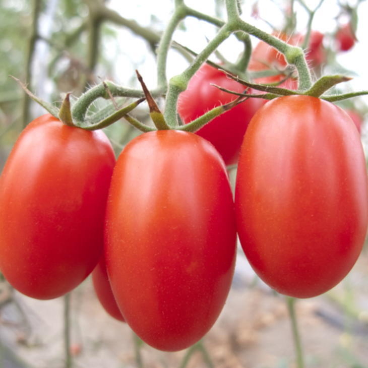 【ふるさと納税】 和歌山産ミニトマト「アイコトマト」約2kg（S・Mサイズおまかせ）【配送月をお選びいただけます】 - 画像2