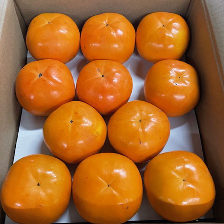 富有柿の新品種「紀州てまり」約7.5kg（22玉〜32玉おまかせ）※2025年11月上旬〜2025年11月中旬頃に順次発送（お届け日指定不可）