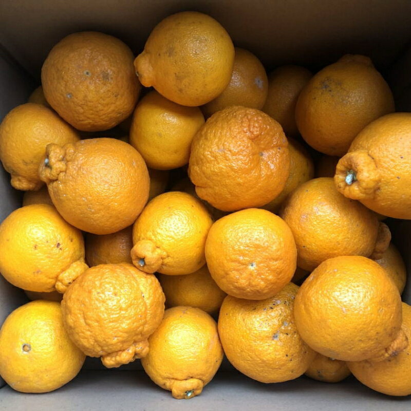 【ふるさと納税】【先行予約】【濃厚】有田の不知火約4.5kgご家庭用向け（サイズ混合）※2026年2月中旬〜2026年3月下旬頃発送予定 / みかん 有田みかん 柑橘 不知火 和歌山 ミカン オレンジ【tec989】 サムネイル2