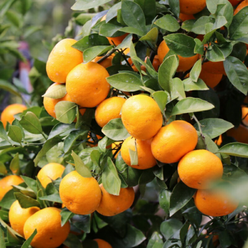 【ふるさと納税】 【先行予約】宮川早生みかん 贈答用 秀品 5kgまたは10kg（2S〜2L）【2025年11月下旬から12月中旬までに順次発送】 / みかん 蜜柑 柑橘 果物 フルーツ 早生 秀品 贈答 サムネイル2