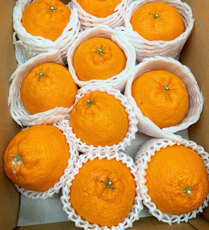 【ふるさと納税】 果肉プリプリ♪ 完熟紀州デコ(不知火) 約3kg・5kg ＜2026年2月下旬頃〜2026年3月中旬頃発送＞（お届け日指定不可） サムネイル3