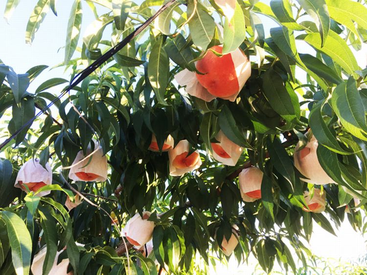 【ふるさと納税】 紀州和歌山産の桃 約1.8kg 化粧箱入 ※2026年6月下旬頃〜2026年8月上旬頃順次発送（お届け日指定不可） サムネイル3