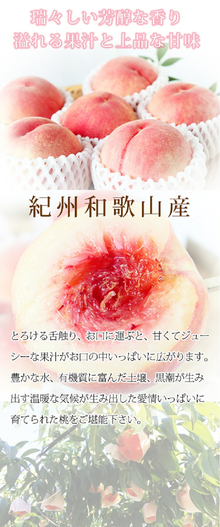 【ふるさと納税】 秀品 紀州和歌山産の桃 3玉 化粧箱入 ※2026年6月下旬頃〜2026年8月上旬頃順次発送（お届け日指定不可） サムネイル2