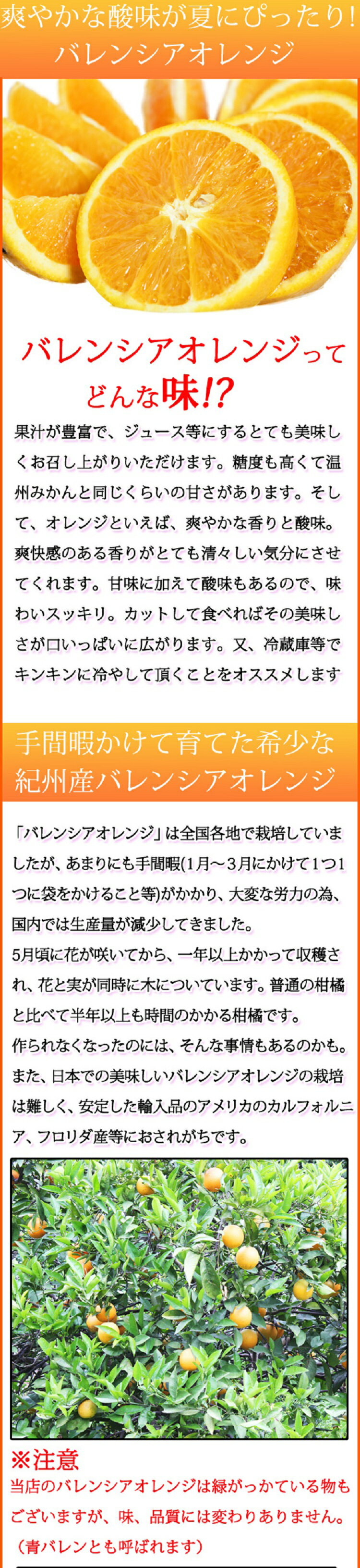 【ふるさと納税】 秀品 希少な国産バレンシアオレンジ 2.5kg ※2026年6月下旬頃～7月上旬頃順次発送予定（お届け日指定不可） サムネイル3