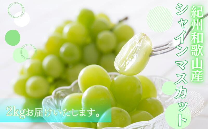 【ふるさと納税】 マスカット 紀州和歌山産 シャインマスカット 約2kg ※2026年8月下旬頃～2026年9月上旬頃に順次発送 ※日付指定不可 ぶどう ブドウ 葡萄 マスカット 果物 くだもの フルーツ 人気 サムネイル2