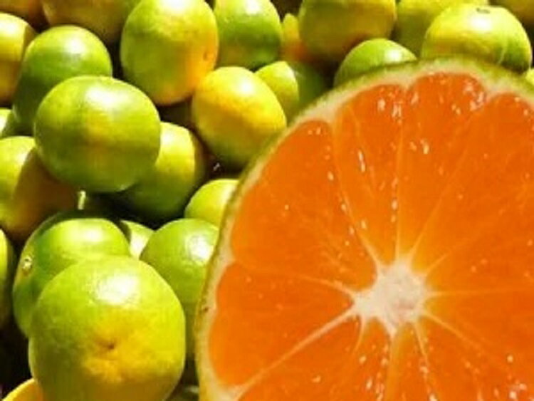 【ふるさと納税】希少品種 ご家庭用 ゆら早生みかん サイズ混合 先行予約【選べる容量 2kg〜10kg】 ＼光センサー選別／＼数量限定／ ※2025年10月上旬頃より順次発送（お届け日指定不可） サムネイル3