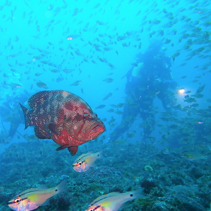 【1名様】2ボートダイブ pole pole @ sea / 和歌山県 串本町 体験 体験ギフト プレゼント アクティビティ ダイビング 一名 1名 一人 1人 ダイビング体験