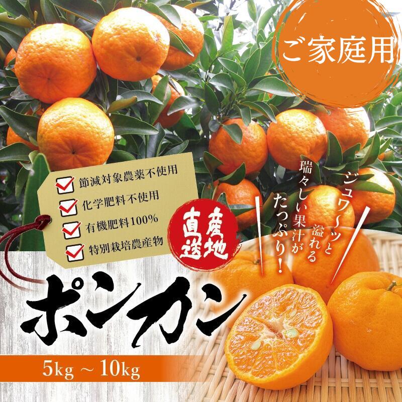 くしもとポンカン 約5kg・10kg Mサイズ ご家庭用 【1月上旬〜2月中旬発送予定】（お届け日指定不可） / ポンカン 有機肥料 ぽんかん フルーツ 果実 みかん ミカン 旬 限定 節減対象農薬不使用 化学肥料不使用