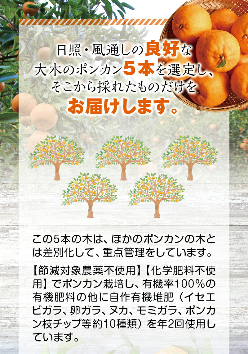 【ふるさと納税】 予約受付中！ポンカン姫 5kg 数量限定（プレミア和歌山認定商品）【1月上旬〜2月中旬発送予定】 ぽんかん フルーツ 果実 みかん ミカン オレンジ 旬 限定 サムネイル3