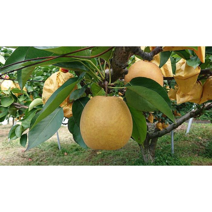 こたつで食べる冬の梨「王秋」3kg【五本松まえ柴】 | 鳥取 梨 なし 王秋梨 期間限定 送料無料 鳥取県 鳥取市