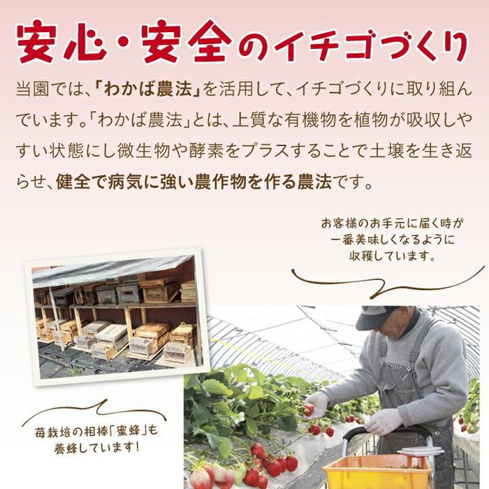 【ふるさと納税】とっておきDX 500g 鳥取いちご【とみハウス】 | 果物 フルーツ 苺 イチゴ あきひめ 章姫 食品 人気 送料無料 期間限定 鳥取市 鳥取県 サムネイル3