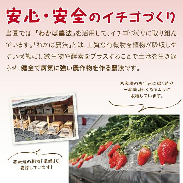 【ふるさと納税】あきひめDX 1kg 鳥取いちご【とみハウス】 | 果物 フルーツ 苺 イチゴ あきひめ 章姫 食品 人気 送料無料 期間限定 鳥取市 鳥取県 サムネイル3