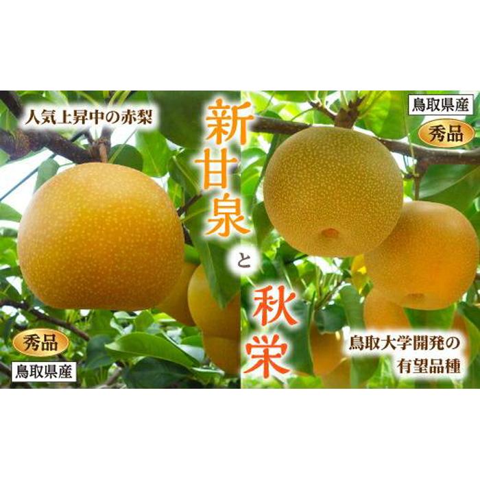 新甘泉・秋栄セット 秀品 2.5kg箱【スクスク農場】 | 鳥取 梨 なし 新甘泉 秋栄 期間限定 送料無料 鳥取県 鳥取市