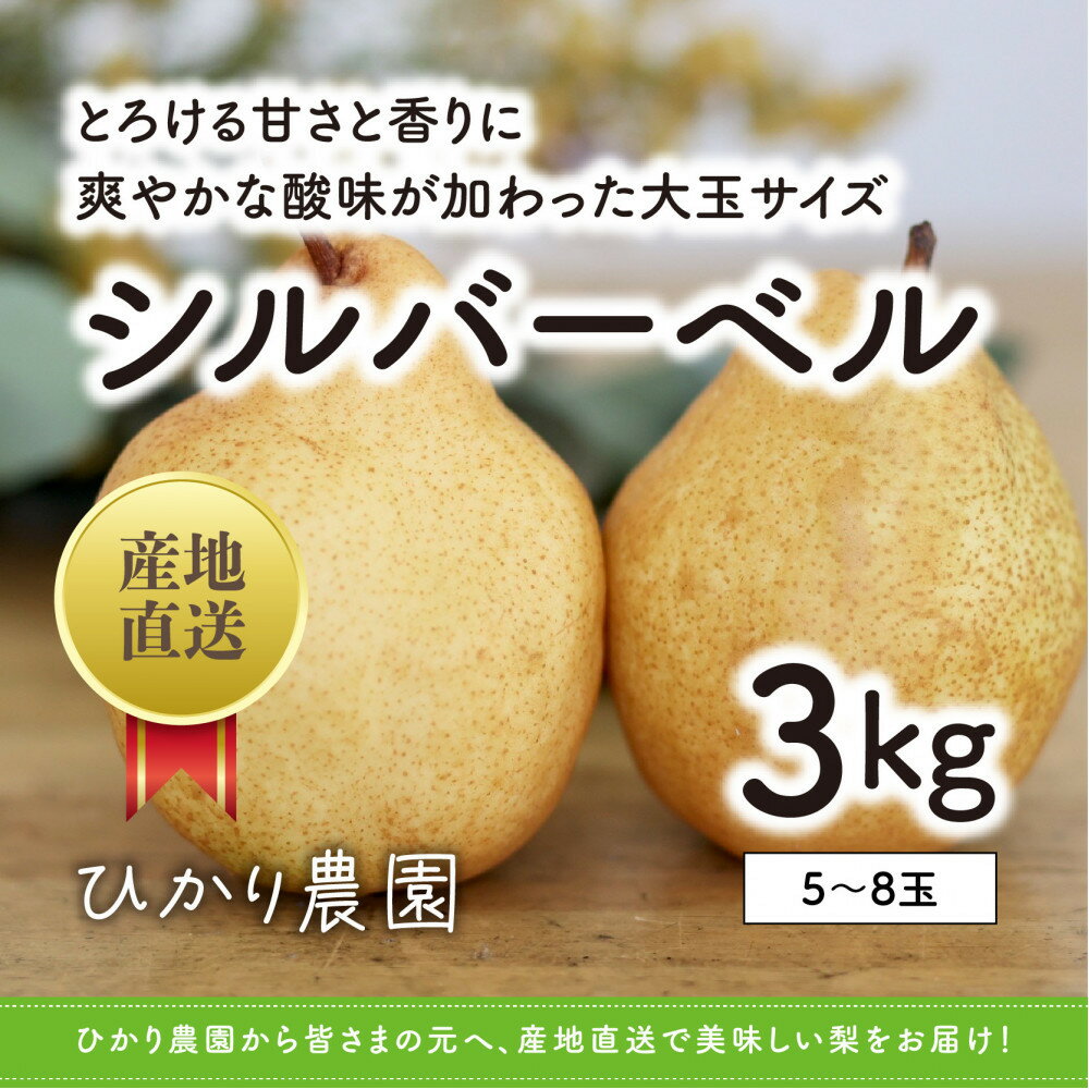 完熟こだわりシルバーベル 3キロ（ひかり農園） | 鳥取 フルーツ 洋梨 なし 期間限定 送料無料 鳥取県 鳥取市