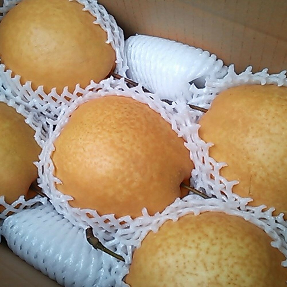 【ふるさと納税】王秋梨 3kg【まえた農園】 | 鳥取 梨 なし 王秋梨 期間限定 送料無料 鳥取県 鳥取市 サムネイル2