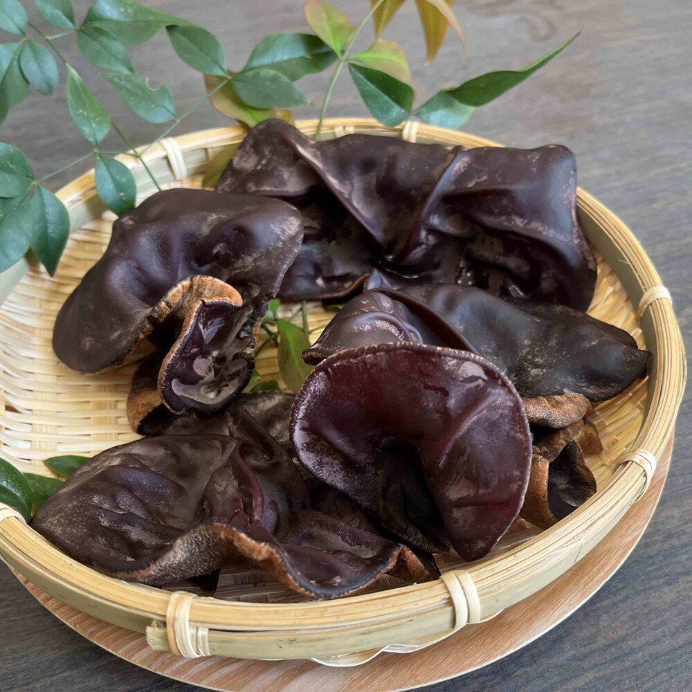 【鳥取県産】生きくらげ 1kg