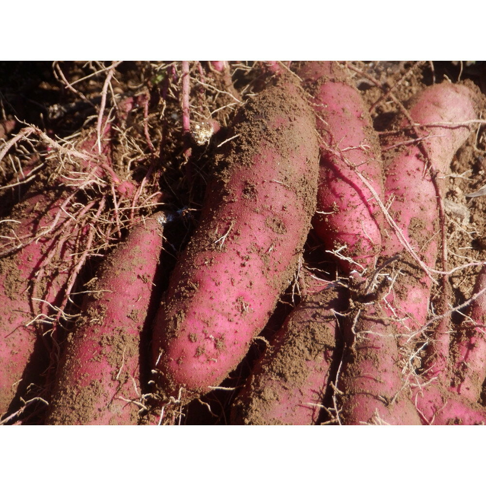 【ふるさと納税】干し芋400g（200g×2袋）自然栽培のべにはるか - 画像3