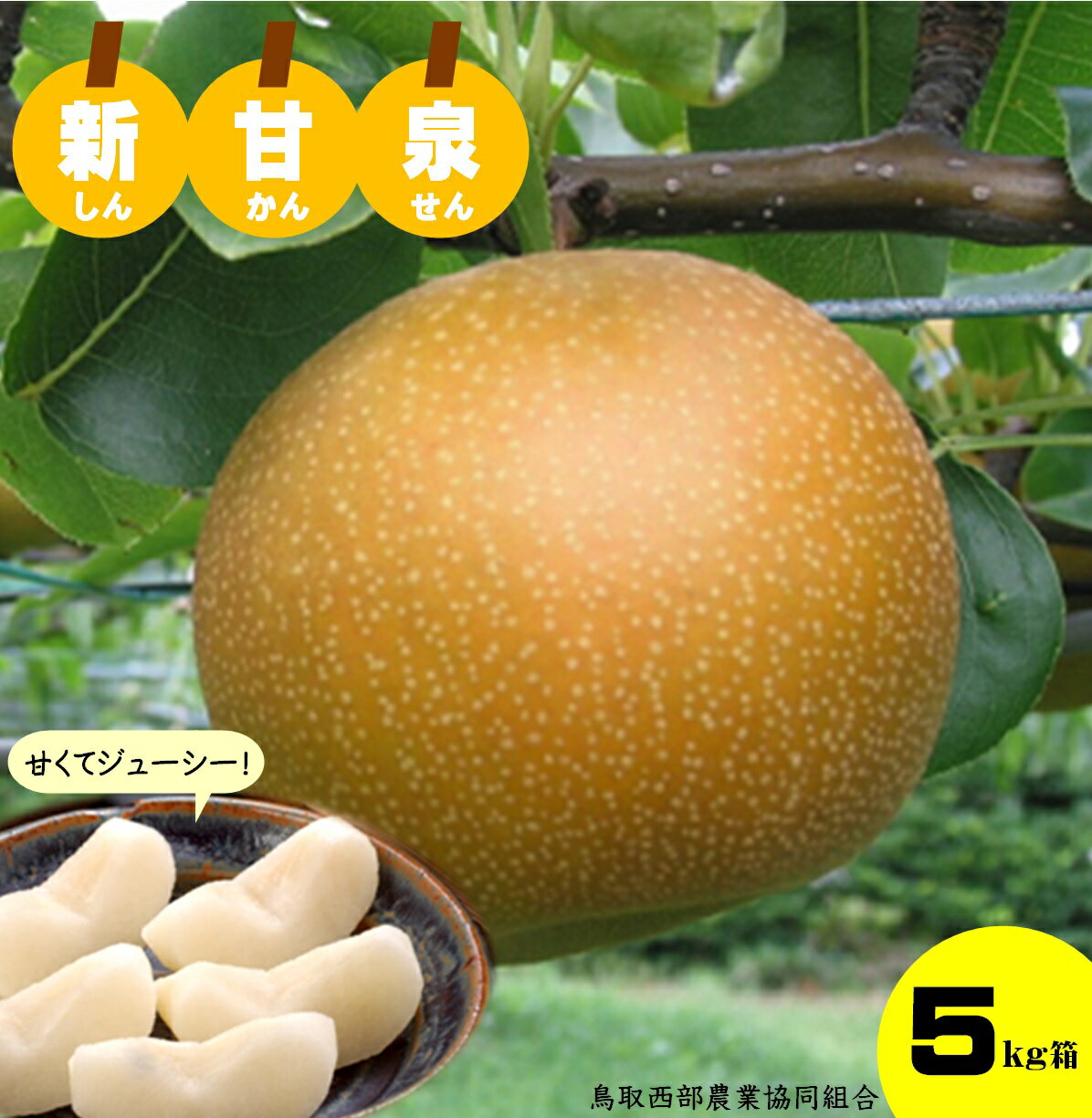 先行受付 鳥取県産 新甘泉 梨 5kg 【8月中旬頃から順次発送】鳥取西部農業協同組合 26-020-001