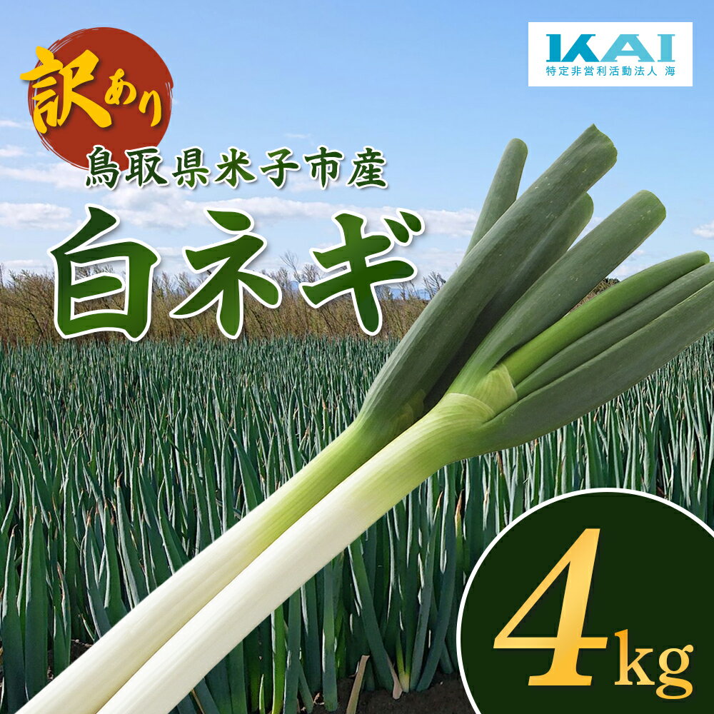 【訳あり】産地直送 白ネギ 約4kg 鳥取県 米子市産 国産 ねぎ ネギ 葱 白ねぎ 不揃い ふぞろい 甘い 美味しい おいしい 鍋 家庭用 送料無料 NPO法人海【24-012-003】