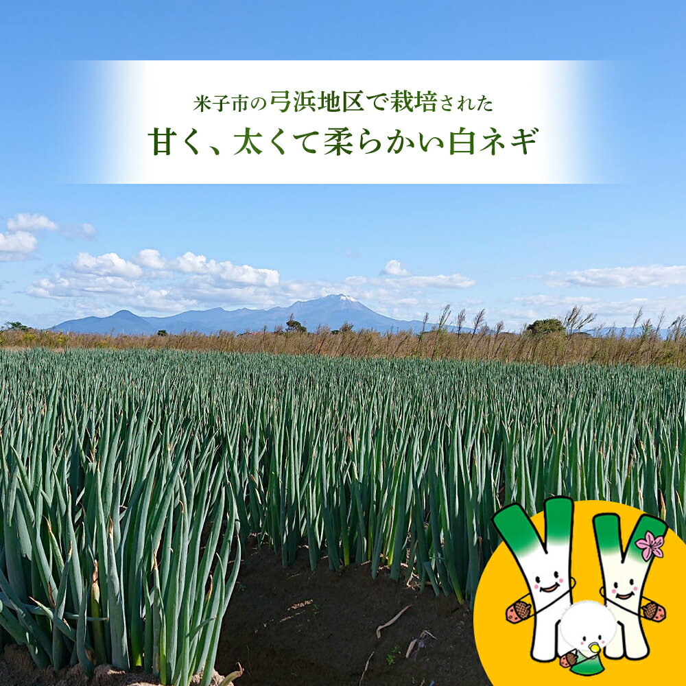 【ふるさと納税】【訳あり】産地直送 白ネギ 約4kg 鳥取県 米子市産 国産 ねぎ ネギ 葱 白ねぎ 不揃い ふぞろい 甘い 美味しい おいしい 鍋 家庭用 送料無料 NPO法人海【24-012-003】 - 画像3