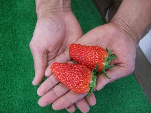 【ふるさと納税】【2026先行予約】米村農園「大粒いちごB」｜鳥取 岩美 苺 いちご イチゴ 果物 フルーツ とっておき あきひめ べにほっぺ いずれか【42002】 サムネイル3