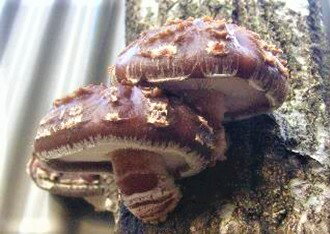 【ふるさと納税】我が家で栽培してみよう　ジャンボ椎茸の原木 [111] - 画像3