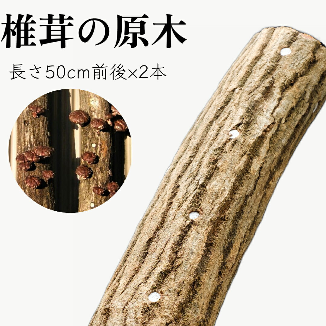 我が家で栽培してみよう　ジャンボ椎茸の原木 [111]