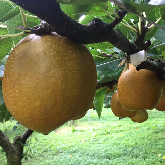 【’26先行予約】農家さん応援！訳あり王秋梨　4kg [224-W24]