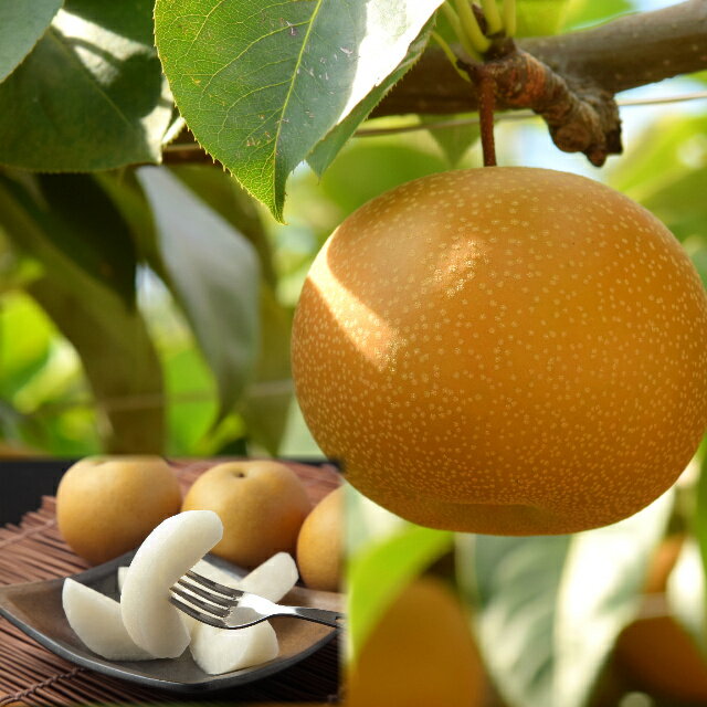 207-W7．【先行予約】プレミアム新甘泉（しんかんせん）3kg前後　／なし 梨 くだもの 果物 フルーツ 鳥取 若桜町 鳥取県産 送料無料