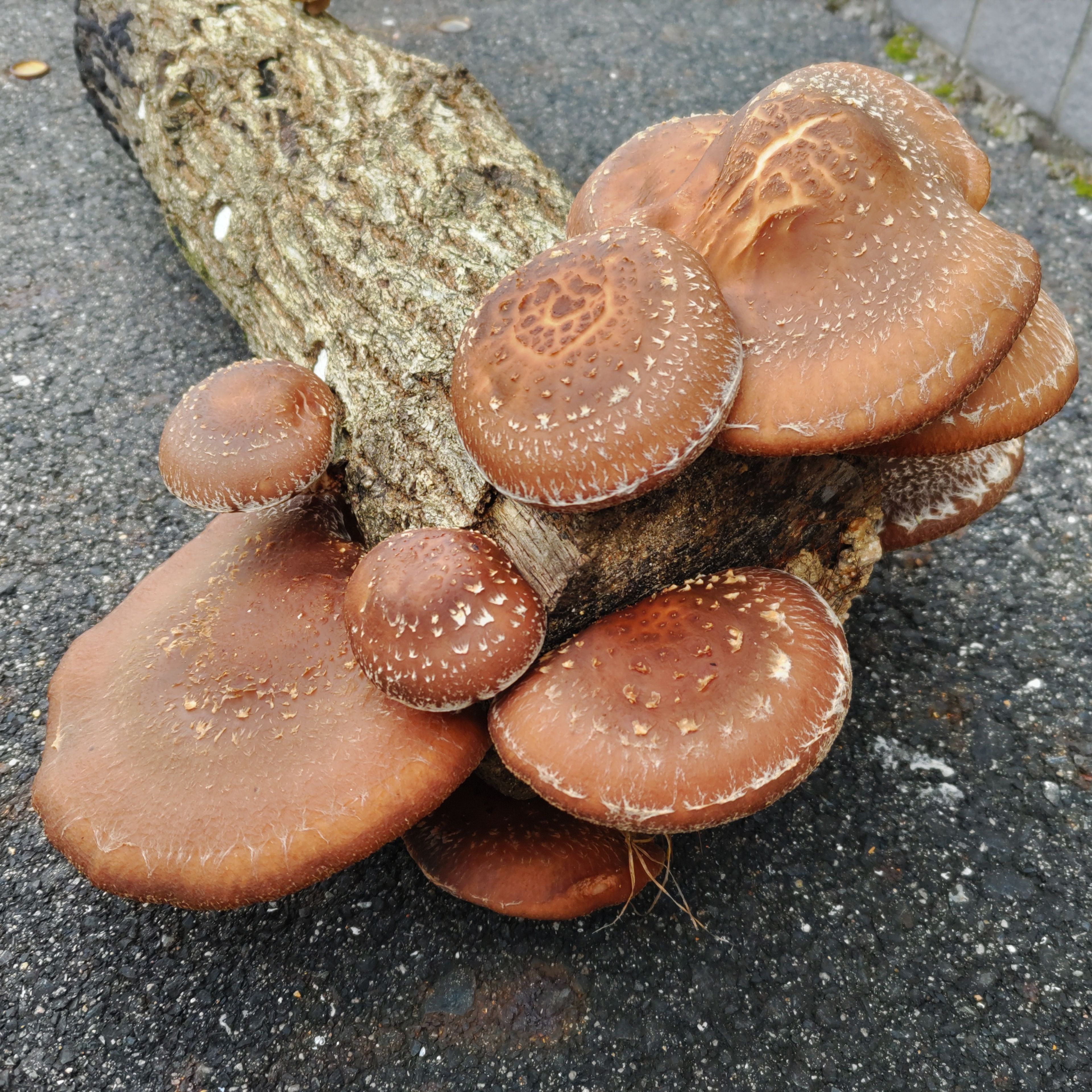 【ふるさと納税】我が家で栽培してみよう　ジャンボ椎茸の原木 [111] - 画像2