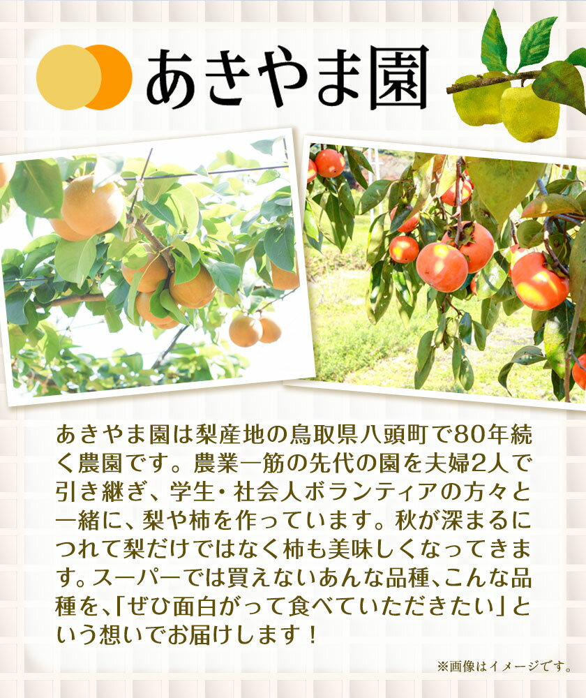 【ふるさと納税】梨 王秋梨 (特秀) 3kg 4L〜5Lサイズ 3〜6玉入り あきやま園 《2025年11月上旬〜2026年1月中旬末頃より出荷予定》鳥取県 八頭町 送料無料 なし フルーツ 果物 旬 梨 お取り寄せフルーツ サムネイル3