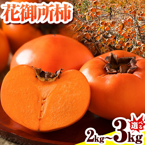 柿 八頭町が誇る 日本随一の 甘柿 花御所柿 選べる 2kg 3kg Tottori食のまごころ農園 《2025年11月下旬-12月下旬頃出荷》鳥取県 八頭町 柿 かき カキ 花御所柿 甘柿 果物 フルーツ
