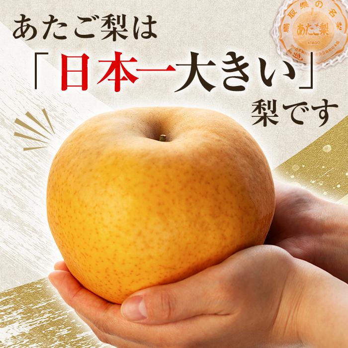 【ふるさと納税】【先行予約】梨 あたご梨 鳥取産 5kg ( 5kg × 1箱 ) | 鳥取 梨 なし あたご梨 あたご 5kg 果物 フルーツ ナシ 甘い 果汁 和梨 箱 甘み くだもの 国産 果実 鳥取県 三朝町 サムネイル2