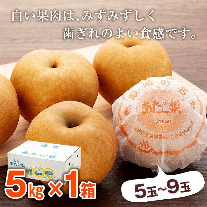 【ふるさと納税】【先行予約】梨 あたご梨 鳥取産 5kg ( 5kg × 1箱 ) | 鳥取 梨 なし あたご梨 あたご 5kg 果物 フルーツ ナシ 甘い 果汁 和梨 箱 甘み くだもの 国産 果実 鳥取県 三朝町 サムネイル3