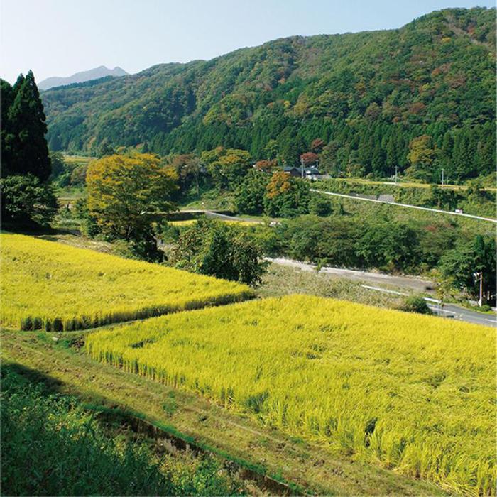 【ふるさと納税】米 ミルキークイーン 令和7年産 鳥取県産 5kg | お米 こめ 白米 食品 人気 おすすめ 送料無料 - 画像3