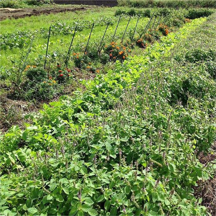 【定期便】自然栽培 旬のサラダセット 約1kg×6回 | 野菜 やさい 食品 人気 おすすめ 送料無料