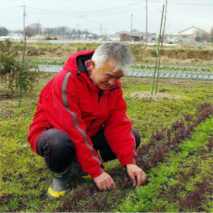 【ふるさと納税】【定期便】自然栽培 旬のサラダセット 約1kg×6回 | 野菜 やさい 食品 人気 おすすめ 送料無料 - 画像3