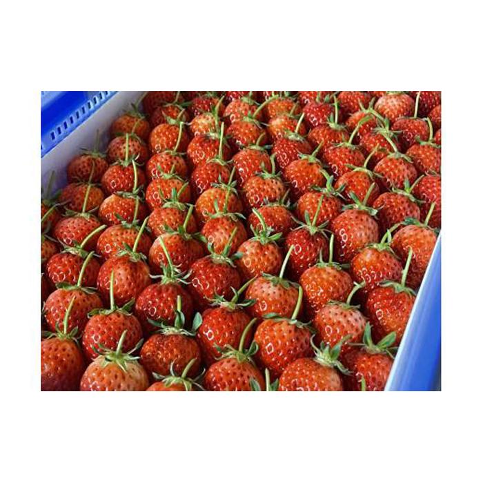 ＜2026年2月より発送＞いちご 鳥取県オリジナル品種「 とっておき 」500g ( 250g× 2 パック ) | フルーツ 果物 くだもの 食品 人気 おすすめ 送料無料