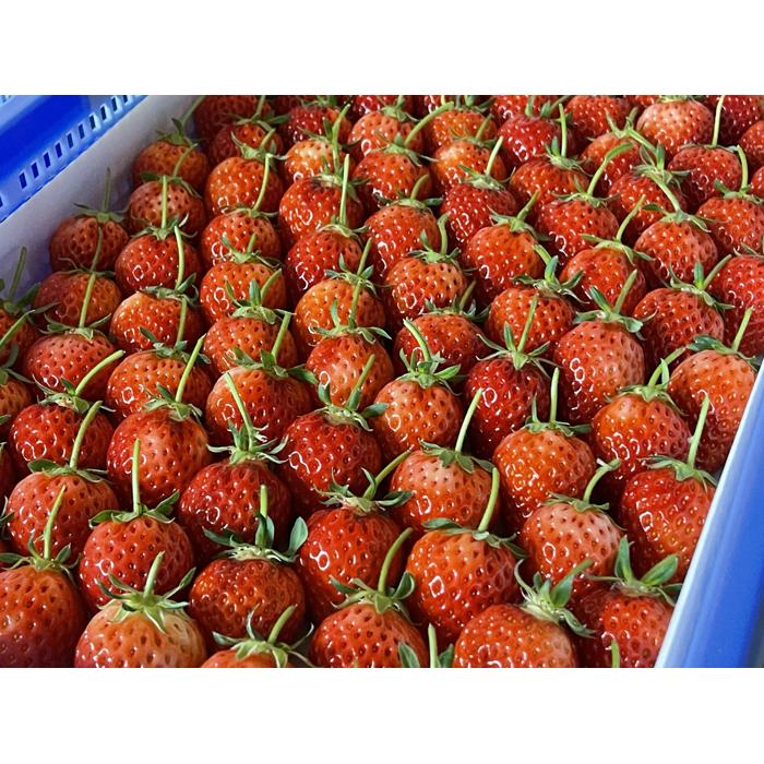 【ふるさと納税】＜2026年2月より発送＞がんばる私に、ご褒美いちご。オリジナル品種「とっておき」( 24 ～ 30 粒入り )ドライフルーツ2袋セット(贈答用) | フルーツ 果物 くだもの 食品 人気 おすすめ 送料無料 サムネイル2