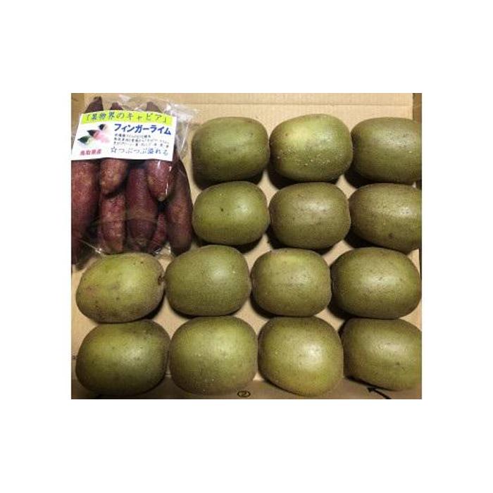 【 先行予約 2025年10月中旬以降発送 】琴浦町産キウイ＆フィンガーライムセット | フルーツ 果物 くだもの 食品 人気 おすすめ 送料無料