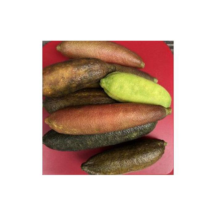 【ふるさと納税】【 先行予約 2025年10月中旬以降発送 】琴浦町産キウイ＆フィンガーライムセット | フルーツ 果物 くだもの 食品 人気 おすすめ 送料無料 サムネイル3